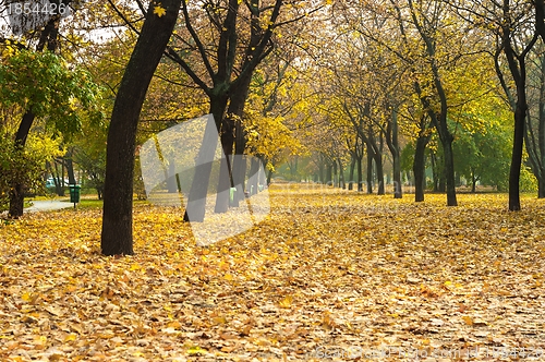 Image of Autumnal photo in a forest