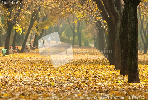Image of Autumnal photo in a forest