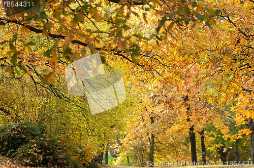Image of Autumnal photo in a forest