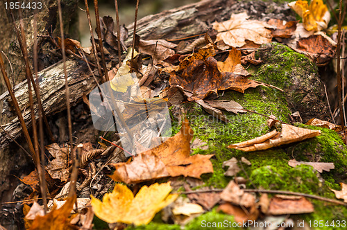 Image of Closeup of some autumnal leaves