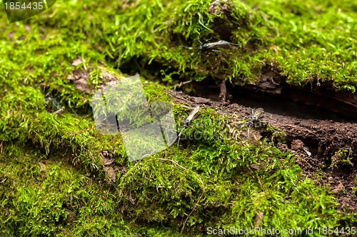 Image of Moss on tree trunk