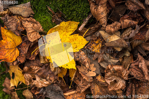 Image of Closeup of some autumnal leaves