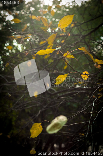 Image of Autumnal photo in a forest