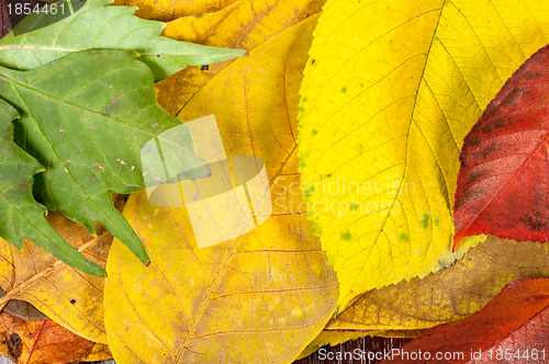 Image of Closeup of some autumnal leaves