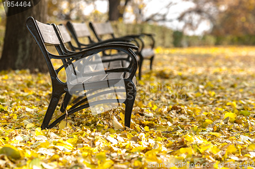 Image of Autumnal photo in a forest