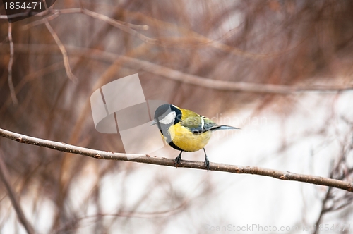 Image of Small bird sitting on branch