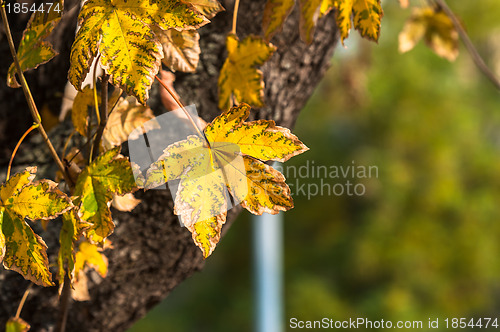 Image of Closeup of some autumnal leaves