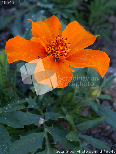 Image of marigold