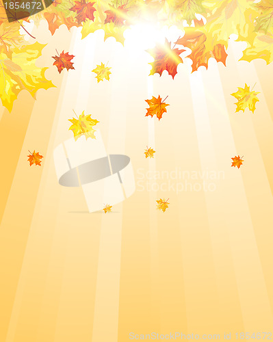 Image of Autumn maple leaves