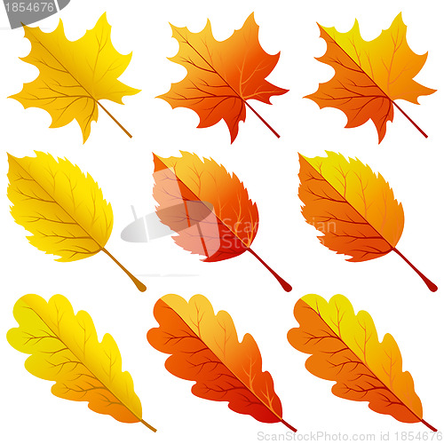 Image of Collection of color autumn leaves