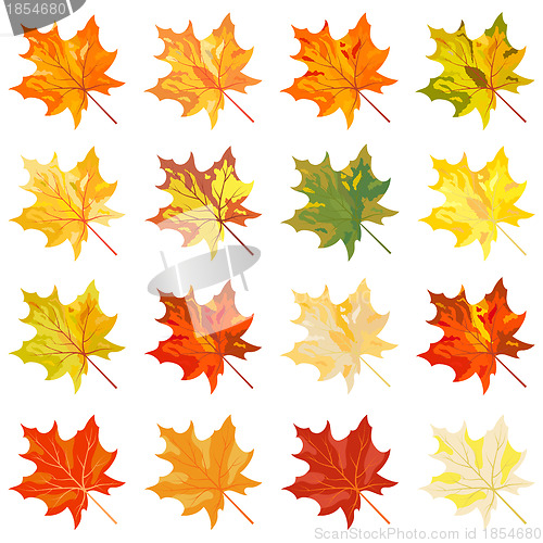 Image of Collection of color autumn leaves