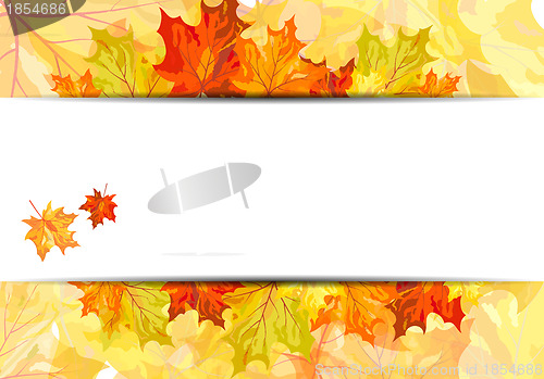 Image of Autumn maple leaves