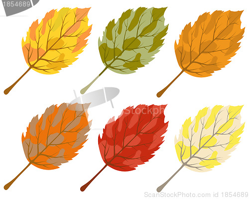 Image of Collection of color autumn leaves