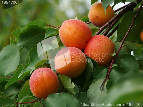 Image of Apricots