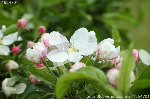 Image of Apple blossoms