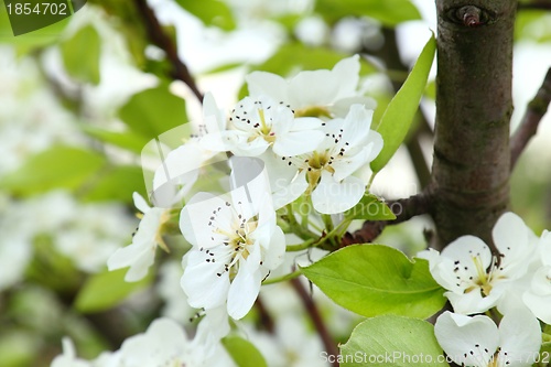 Image of Apple blossoms