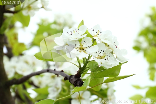 Image of Apple blossoms