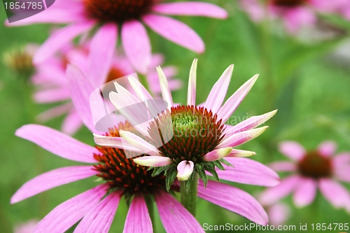 Image of Echinacea purpurea