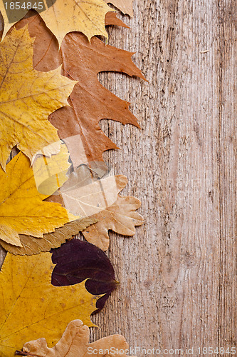 Image of autumn leaves over wooden background