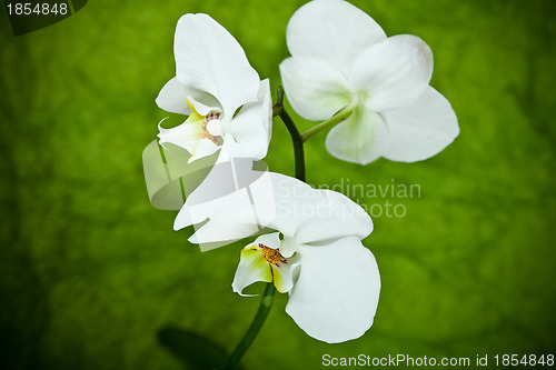 Image of branch of white orchid 