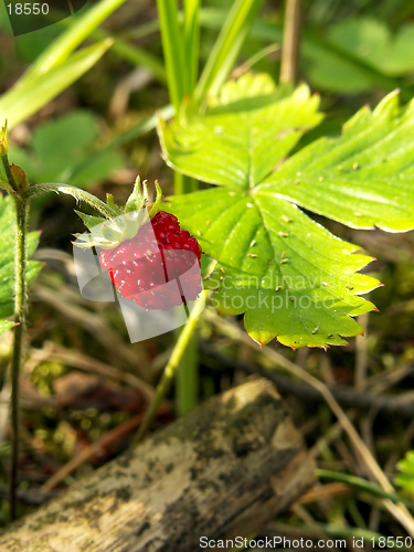 Image of wild strawberry