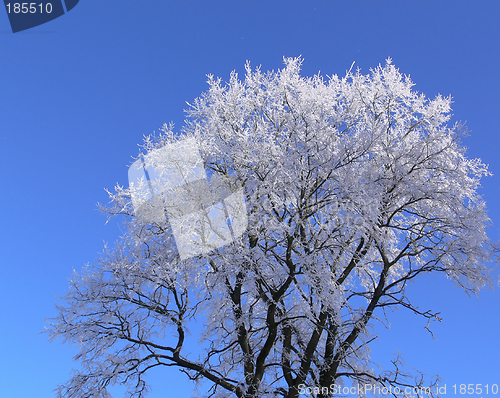 Image of Hoar-frosted tree