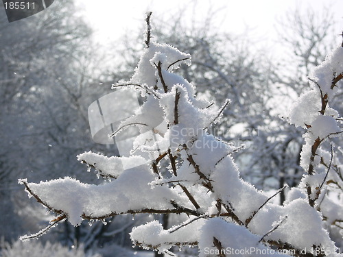 Image of Snow-covered rosebush