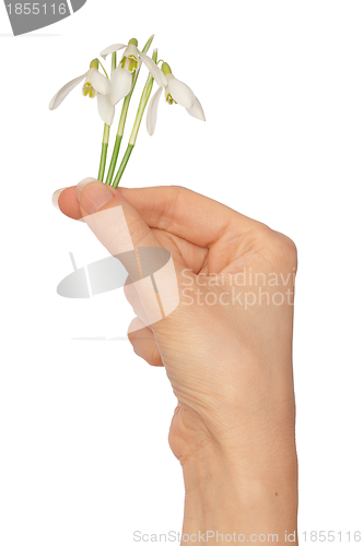Image of snowdrops