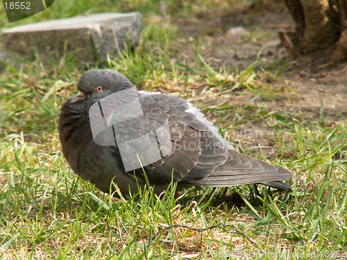 Image of bird of peace