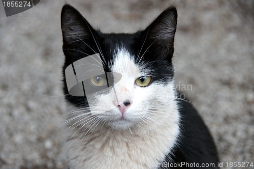 Image of Young cat