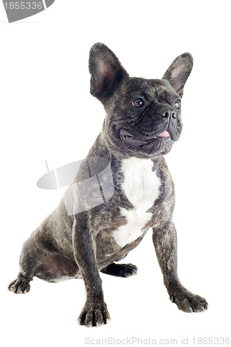 Image of french bulldog 