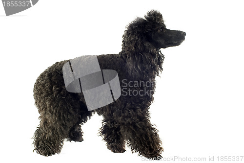 Image of poodle 