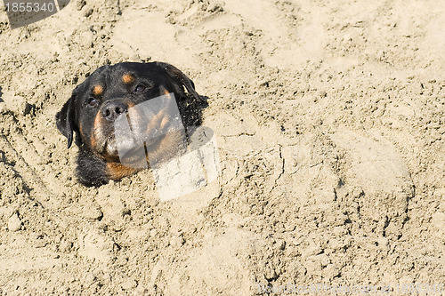 Image of rottweiler