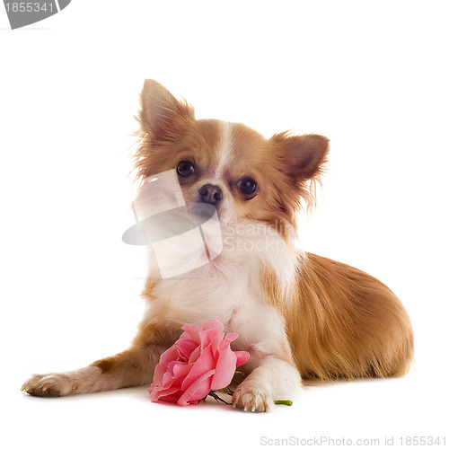 Image of chihuahua and flower