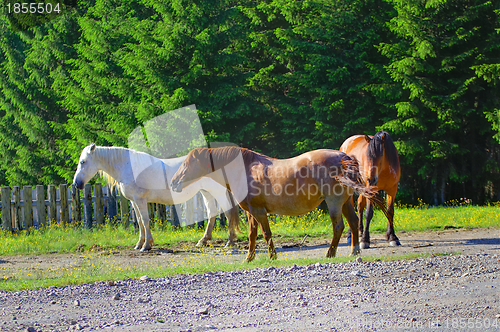 Image of mountain horses