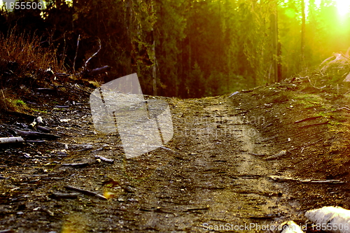 Image of path in the woods