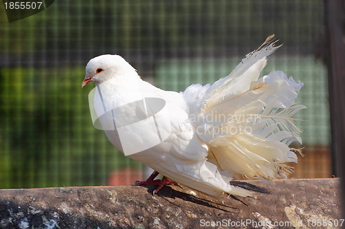 Image of purebred pigeon