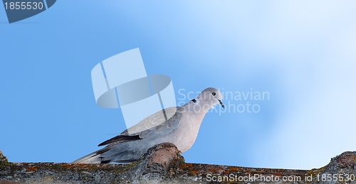 Image of turtledove in top of the roof