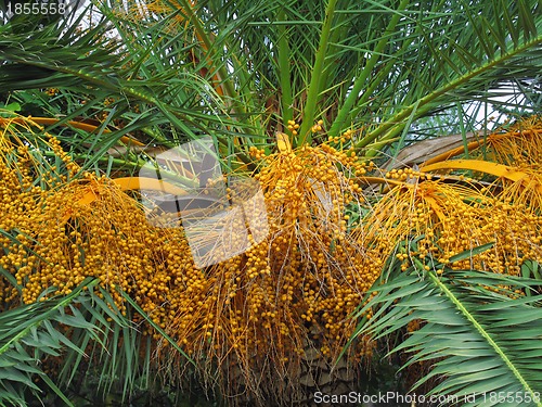 Image of Palm tree with fruits