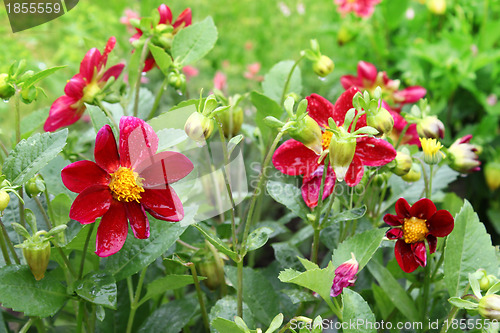 Image of Beautiful flower (Dahlia variabilis) with water drops