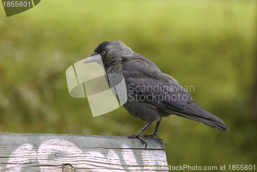 Image of Jackdaw