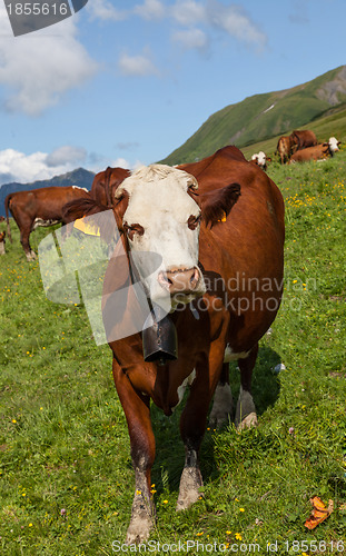 Image of Cow