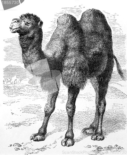 Image of Bactrian Camel