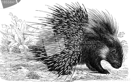 Image of Crested Porcupine