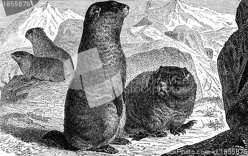 Image of Alpine Marmot