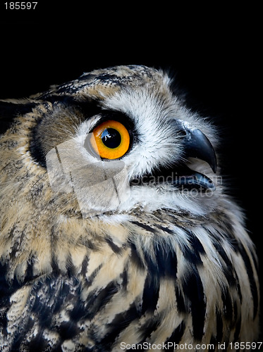 Image of Owl