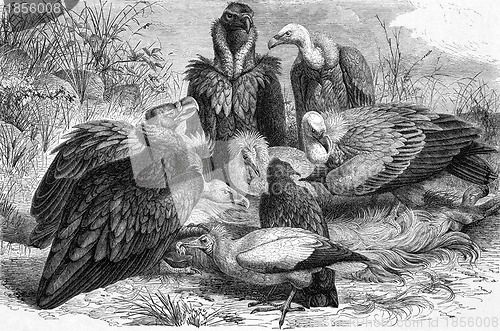 Image of Vultures