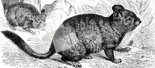 Image of Chinchilla