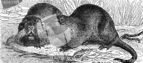 Image of Coypu