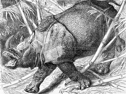 Image of Indian Rhinoceros